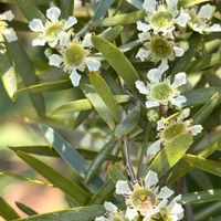 レモンティーツリー,レモンティーツリー,散歩中,常緑高木,フトモモ科の画像