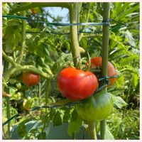 アサガオ,ダンギク,大玉トマト,ヒルガオ,プランター野菜の画像