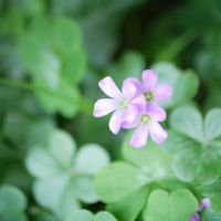 ムラサキカタバミ,可愛い,ミラーレス一眼,ファインダー越しの私の世界,お出かけ先の画像
