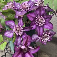 カシス,テッセン,テキセンシス,水面の妖精,ストーリーズの画像