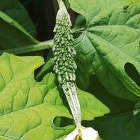 ゴーヤ,ガーデニング,ネコ好き,プランター野菜,夏野菜の画像