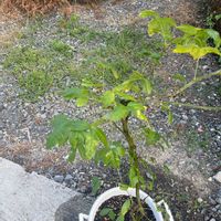 キングサリ,キングサリ,キングサリの画像