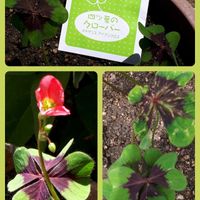 四つ葉のクローバー,アイアンクロス,鉢植え,花言葉,金曜日の蕾たちの画像