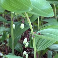 アマドコロ,斑入りアマドコロ,キジカクシ科,有毒植物,我が家の花の画像