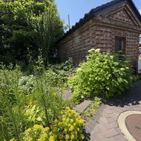 ドクダミ,トリテレイア,エゾミソハギ,青空,癒しの時間の画像