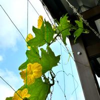 ヘチマ,ヘチマ,白いちご・エンゼルエイトの画像