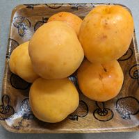 アンズ,アンズ,東根梅,キッチン,庭の画像