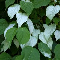 マタタビ,マタタビ,マタタビの葉,マタタビの実,虫こぶ(虫えい)の画像