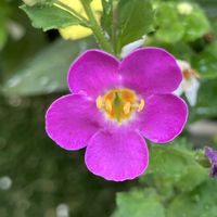 バコパ,いいねをありがとうございます¨̮♡︎,庭の画像