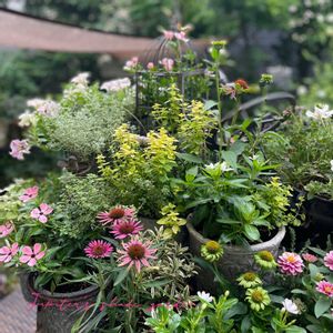 寄せ植え,ナチュラルガーデン,ジャンクガーデン,シェードガーデン,ナチュラルスタイルの画像