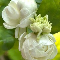 茉莉花,アラビアジャスミン 茉莉花,花のある暮らし,雪国,八重咲き茉莉花の画像