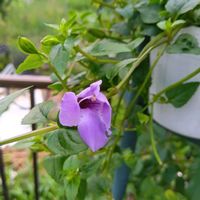 キクイモ,菊芋,スーパートレニアカタリーナ ブルーリバー,PWスーパートレニアカタリーナ,家庭菜園の画像