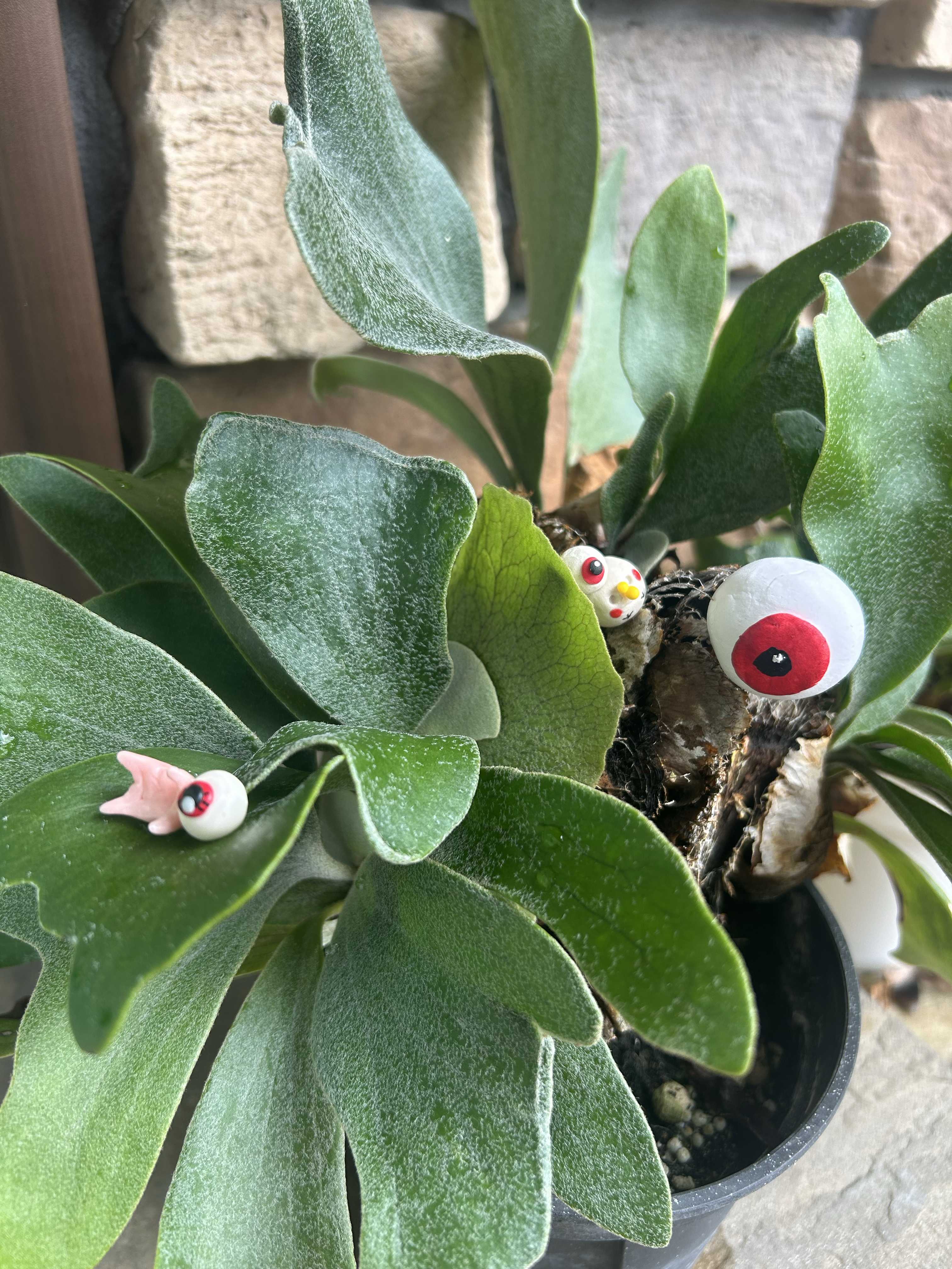 ジェイドガール ビカクシダの森