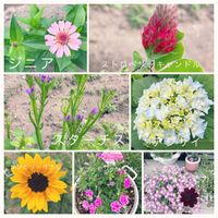 アジサイ,ジニア,ジニア,スターチス,スターチスの画像