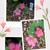 スカビオサ,ラッキークローバー,ラッキークローバー,オキザリス・デッペイ,るこう草の画像