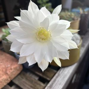 サボテン,ペンデンス,コチレドン ペンデンス,多肉植物,多肉大好きの画像