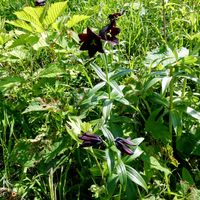 クロユリ,ユリ科,高山植物類,山のある風景,平和を願うの画像