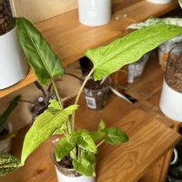 斑入り,サトイモ科,アロカシア,アロカシア,観葉植物の画像