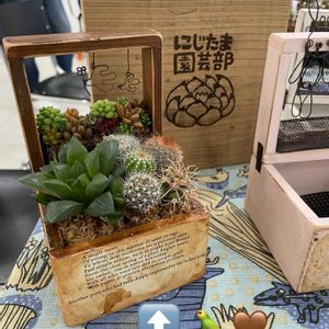 多肉寄せ植えワークショップ,ブリコラージュフラワー,にじたま園芸部の画像