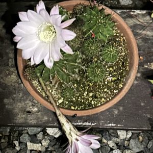 サボテン,短毛丸,サボテンの花,エキノプシス属,母放置植物の画像