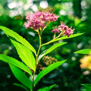 ダリア,グリーン,ミドリ,屋上庭園,緑のトンネルの画像