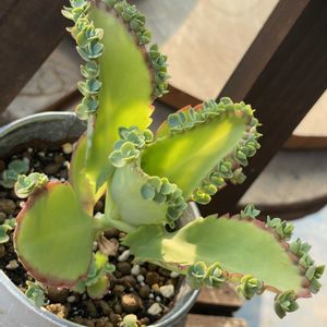 子宝草,セダム カメレオン,多肉植物の花芽,多肉植物,開花の画像