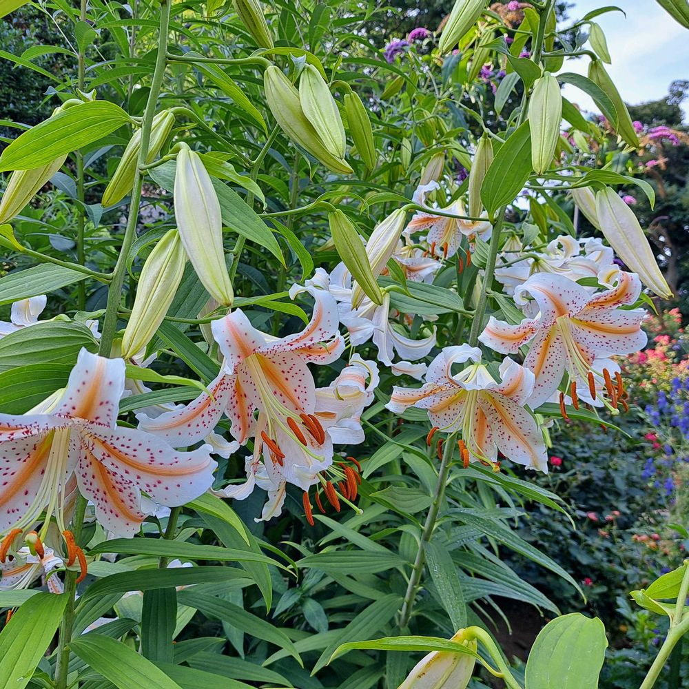 エリィさんの港の見える丘公園への投稿