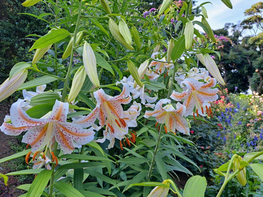 エリィさんの港の見える丘公園への投稿