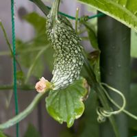 ゴーヤ,ゴーヤ,プランター野菜,夏野菜,家庭菜園の画像