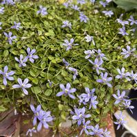 プラティア,プラティア,ディコンドラ シルバーフォール,ディコンドラ シルバーフォール,エボルブルス ブルーラグーンの画像