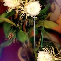 ゲッカビジン,サボテン,サボテン,月下美人,月下美人の画像