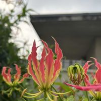 グロリオサ,キツネユリ（狐百合）,オレンジ好き,イヌサフラン科,アフリカ・熱帯アジア原産の画像