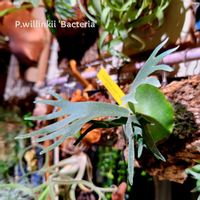 エケベリア 白鳥,スワンレイク,ダバリア ラビットフット,エケベリア属　白鳥の湖,ビカクシダ　ウィリンキー　バクテリアの画像