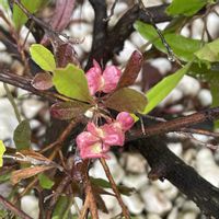 ヒメヒオウギズイセン,ルドベキア,ドドナエア,ピンクアナベル,散歩の画像