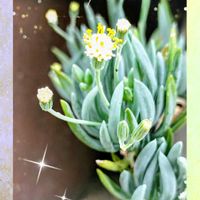 ナシ,ヒマワリ,美空の鉾,向日葵,多肉のお花の画像