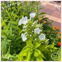フウセンカズラ,フロックス,レモンバーム,お花大好き♡,復興祈願の画像