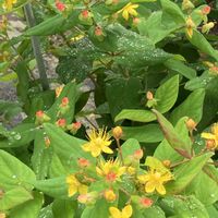 アルストロメリア,アルストロメリア,ヒペリカム,ヒペリカム,ゴムの木の画像