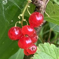 フサスグリ,センペルビウム,クリの画像