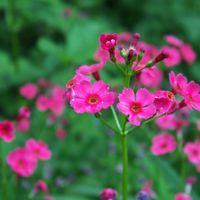 クリンソウの画像