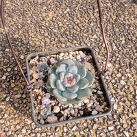 ビンタンシュエリー,多肉植物,多肉植物の紅葉の画像