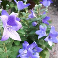 キキョウ,花言葉,青い花マニア,美しく青きドヨウ,しあわせ運べるようにの画像