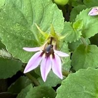 エクボソウ,オオミムラサキコケモモ,サクラダソウ,青い花,キキョウ科の画像