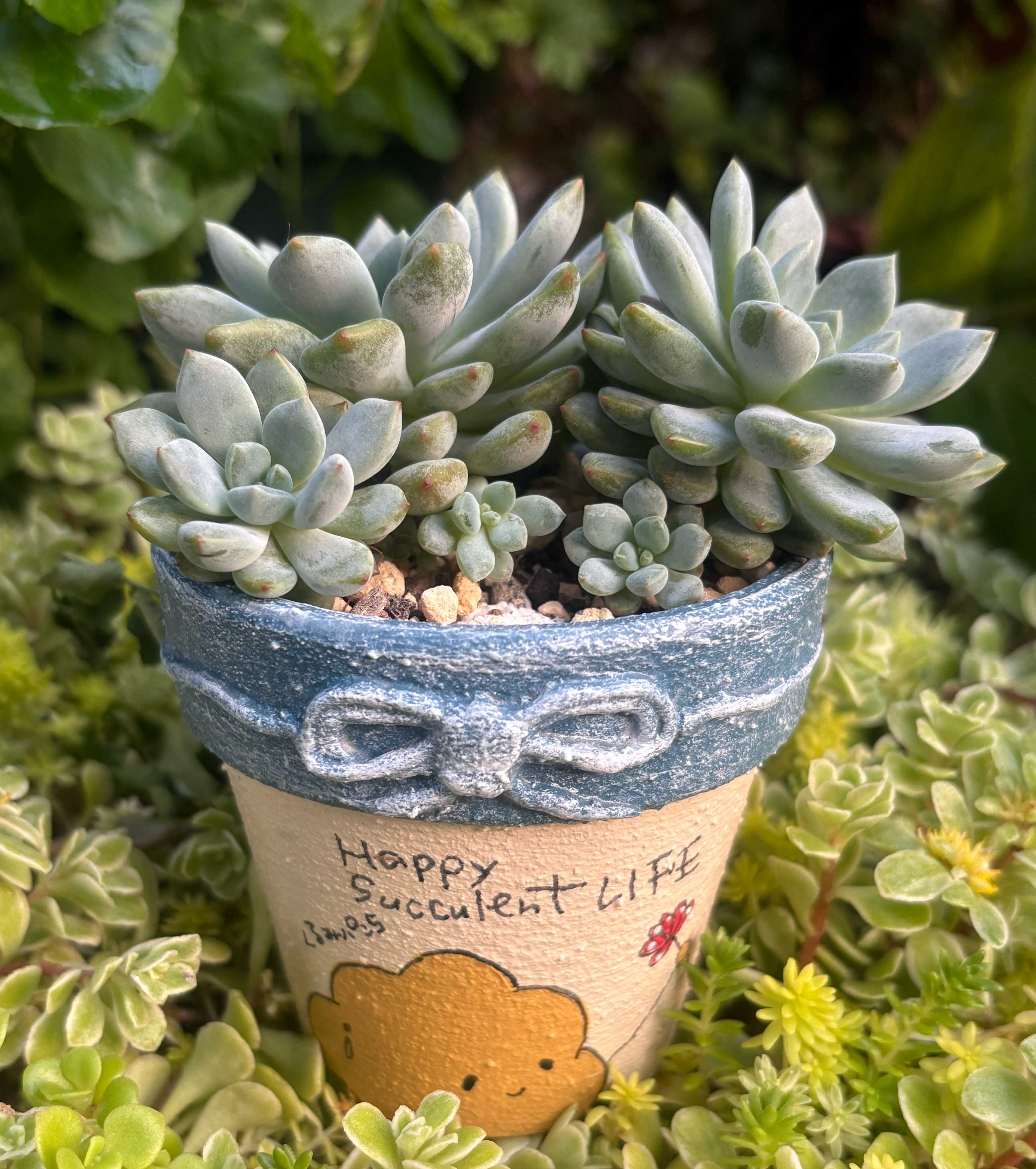 おらいさん青札の一覧｜🍀GreenSnap（グリーンスナップ）