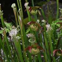 サラセニア　食虫植物,食虫植物,花言葉,山野草,花散歩の画像