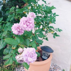 鉢植え,テラコッタ,北海道,南欧風,庭の画像