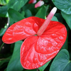 アンスリウム,オオベニウチワ,赤い花,温室,夏の花の画像