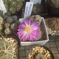 サボテン,テレサエ,多肉植物,お花の画像
