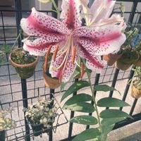 ヤマユリ,球根植物,お花の画像