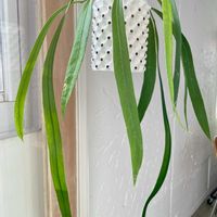 アンスリウム,ライチ,アンスリウム・ビッタリフォリウム,観葉植物,今日のお花の画像