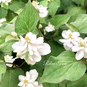 インテリア雑貨,フラワー雑貨,豪雪地,小さな庭の画像